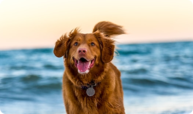 Evcil Hayvan Sigortası Nedir?