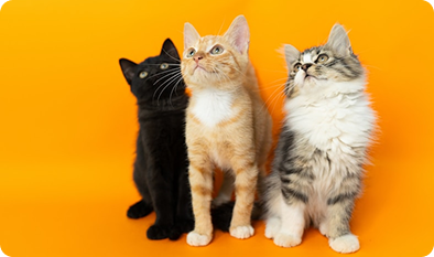 Evcil Hayvan Sigortası Nedir?