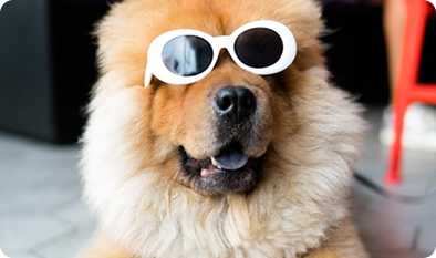 Evcil Hayvan Sigortası Nedir?