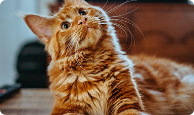 Evcil Hayvan Sigortası Nedir?